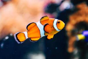 2022年世界杯澳彩,一场全球赌球的盛宴世界杯澳彩